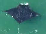 World's largest manta ray spotted hunting near one of America's busiest beaches
