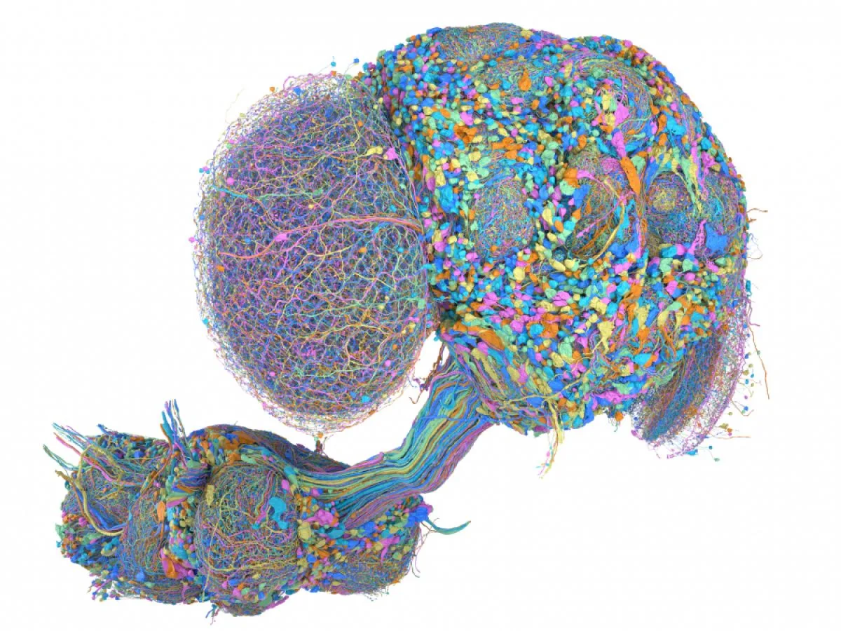 Le système nerveux central d’une mouche entièrement cartographié