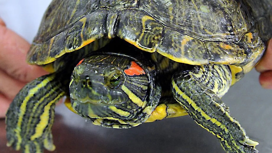 "Aucune résistance à l’interpellation" : les gendarmes de la Manche mettent fin à la cavale d’une tortue