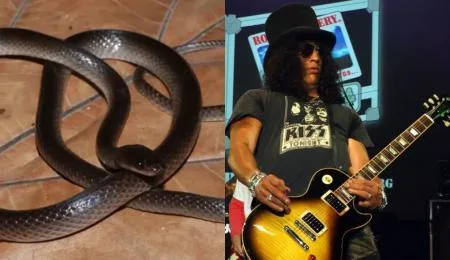 Guitarrista do Guns N' Roses é agraciado com nome em espécie de cobra