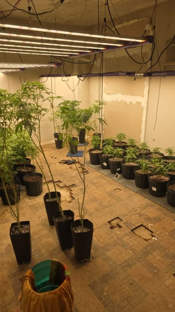 Casa em bairro nobre de Curitiba escondia estufa profissional de maconha