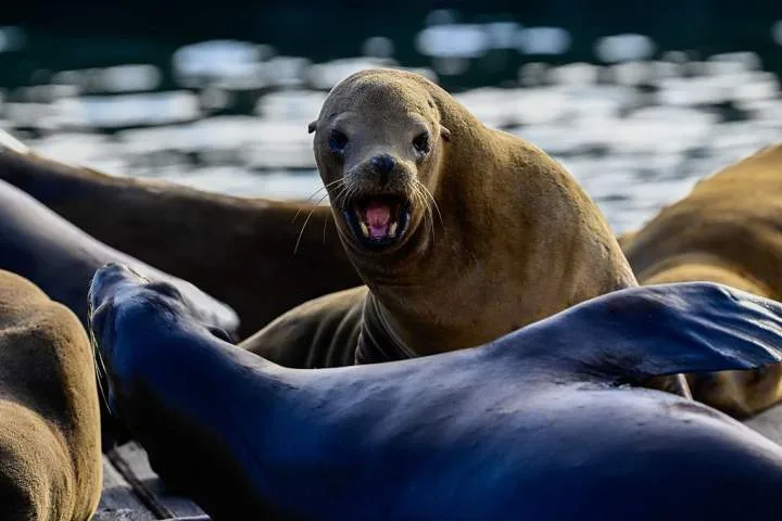 18-year-old man seen on video kicking sea lion pleads guilty