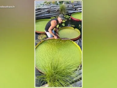 WATCH: Couple's garden inspires millions with giant lily pads