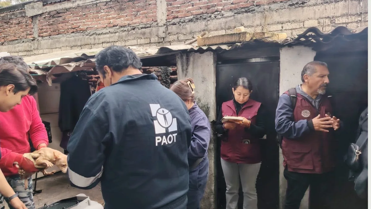 Rescatan a más de 30 perros víctimas de maltrato animal en alcaldía Iztapalapa: estaban encerrados dentro de una vivienda