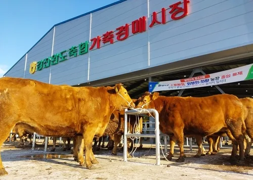 전남광주 으뜸한우 뽑는다…내달 10일 강진서 개최