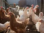 Warning over 'risky' chicken imported from Brazil - fears over salmonella, hormones and antibiotics... as food poisoning outbreak grows