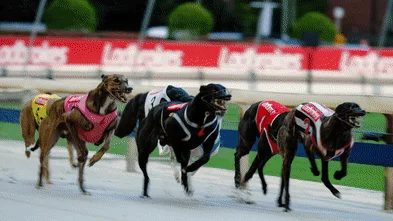 Wentworth Park’s race has been run as crowd flocks for one last lap