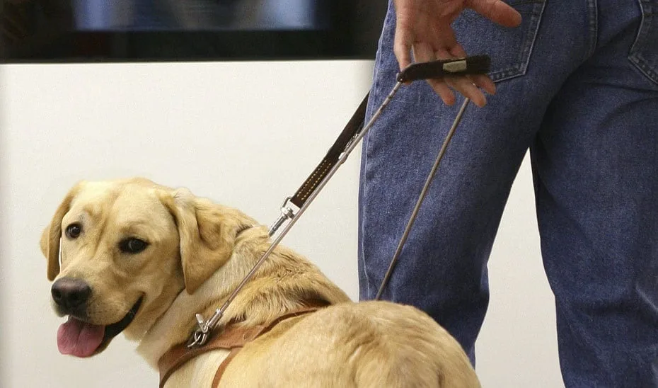 La ONCE denuncia que conductores de Uber rechazan a una persona ciega por viajar con su perro guía, cuyo derecho de acceso está protegido: “No son mascotas”