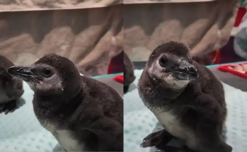 Aquário comemora nascimento em série de filhotes de pinguim de espécie criticamente ameaçada; veja fotos