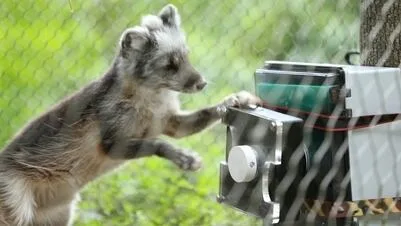 Cómo la tecnología ayuda a promover conductas de la vida salvaje en los animales de zoológico
