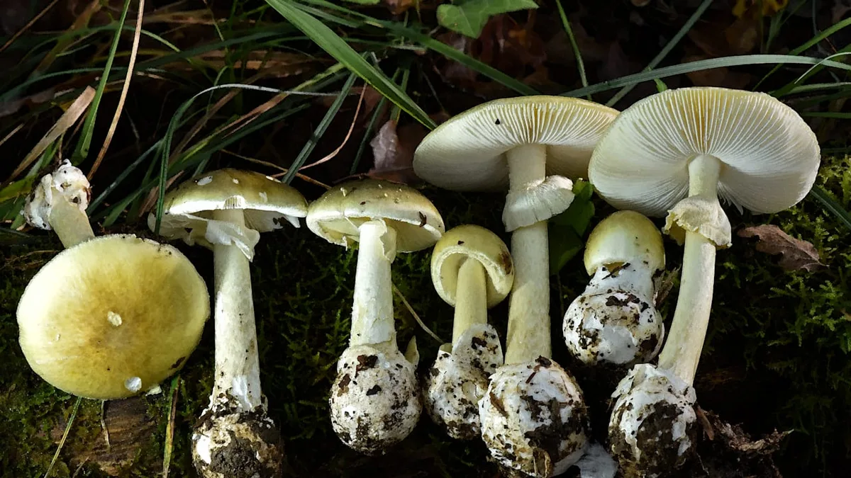 Vorsicht, Verwechslungsgefahr! - Dieser Pilz kann Sie töten