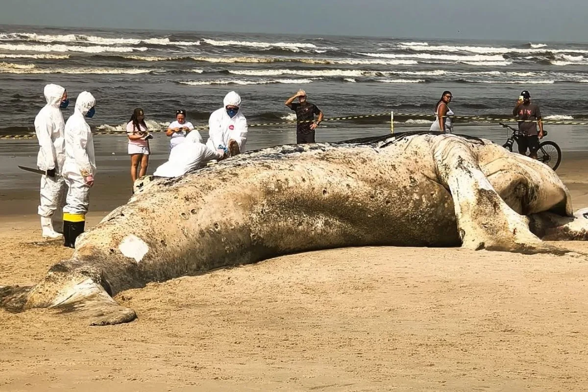 Baleia-jubarte de quase 11 metros é encontrada morta na praia de Itanhaém