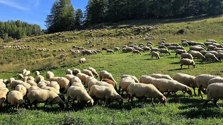 Une cinquantaine de brebis meurent dans une attaque attribuée au loup dans le Vercors