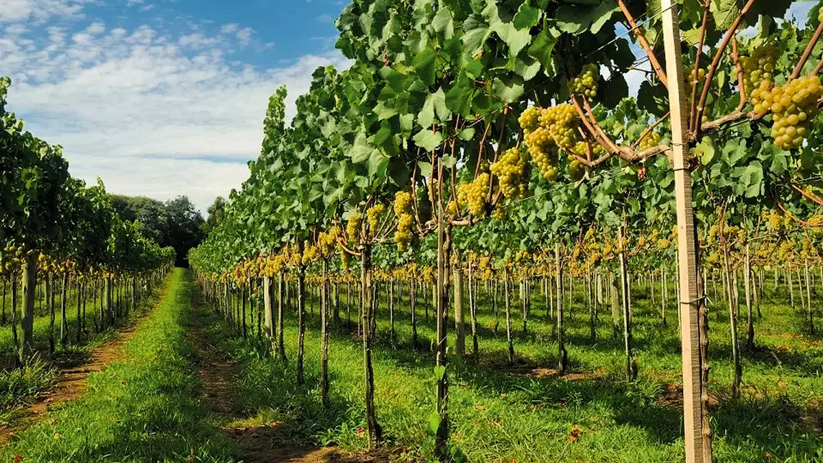 Aurora testa 16 novas uvas para enfrentar mudanças no clima da Serra Gaúcha
