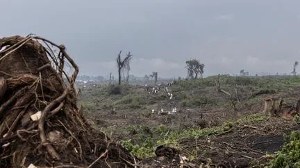 La déforestation a ralenti dans le monde en 2025, mais pas en Afrique centrale, selon une étude de référence