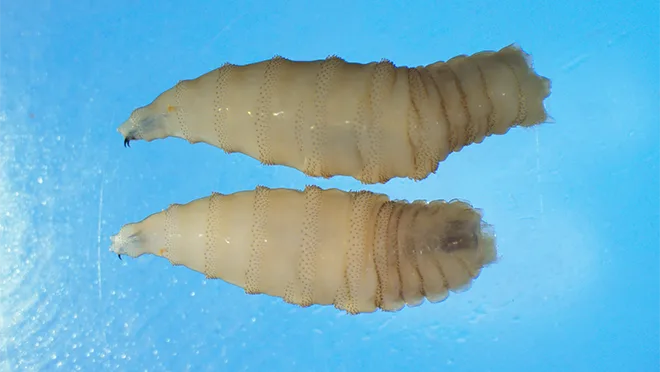 Larva comedora de carne humana já infectou mais de 500 pessoas no México