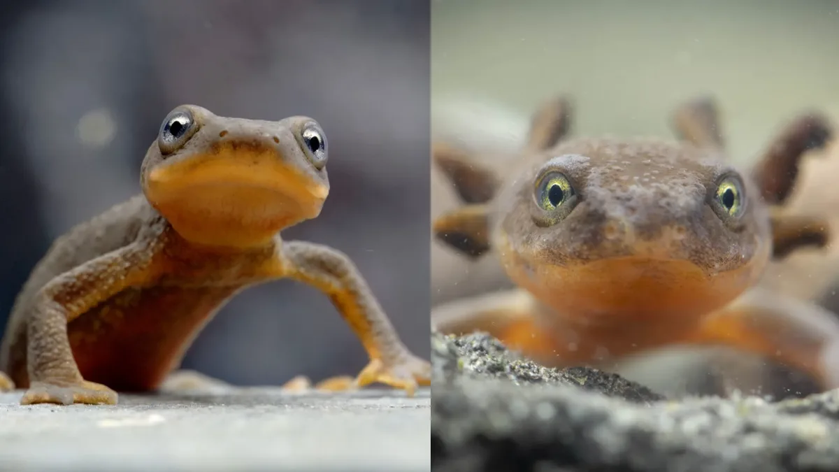 Crayfish invaded Crater Lake 100+ years ago; newt now vanishing from 95% shore