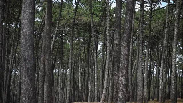 Navigator investe 84 milhões em apoio florestal com incentivos até 50%