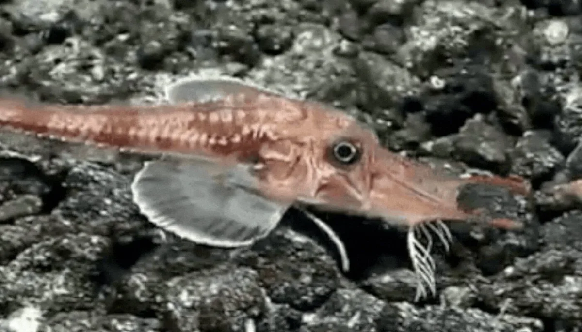 O peixe que “caminha” para trás e para os lados