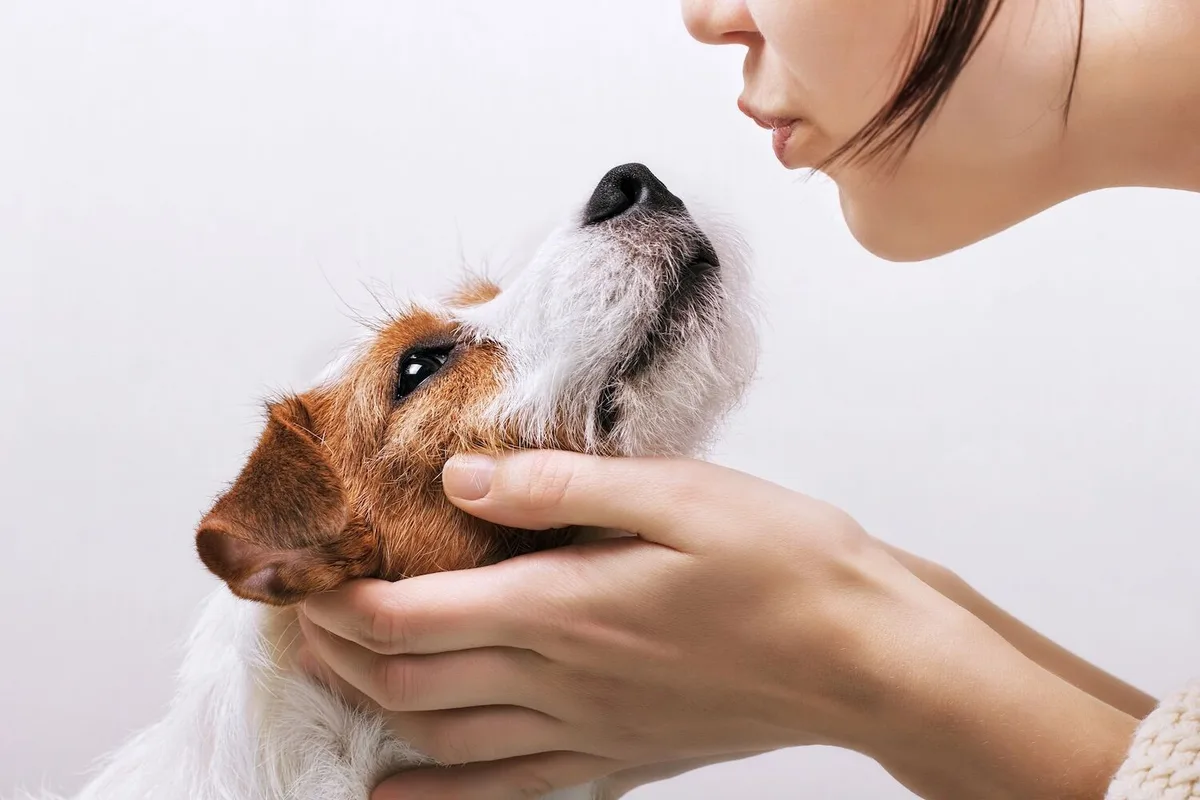 Cães e humanos partilham sinais metabólicos associados à longevidade