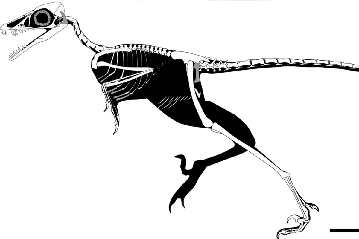 Fóssil de 150 milhões de anos descoberto na China revela ave que não voava