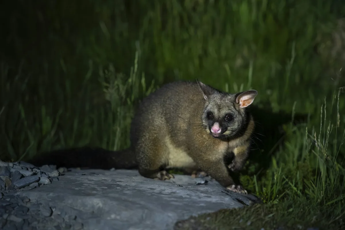 Listening to the bush: How AI can help NZ rid its wildnerness of ‘hold-out’ pest possums