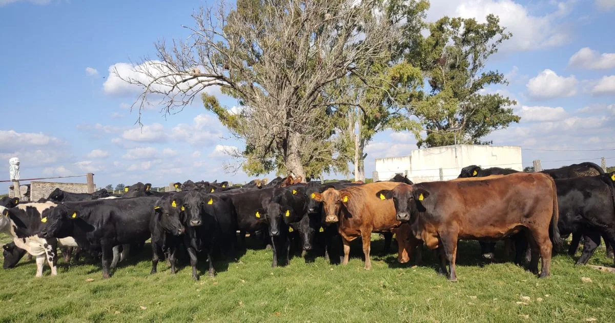 Por primera vez en Sudamérica productores ganaderos recibieron pagos por bonos de carbono por 1,2 millones de dólares: cómo funciona el sistema