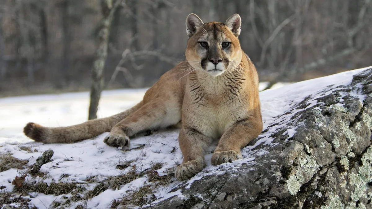 Raubkatzensichtung: Puma oder was? Kennen Sie auch die anderen Groß-und Kleinkatzen?