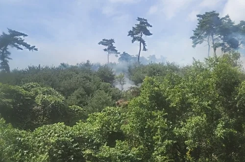 '말벌집 태우려다가'…임실 야산 0.1㏊ 소실