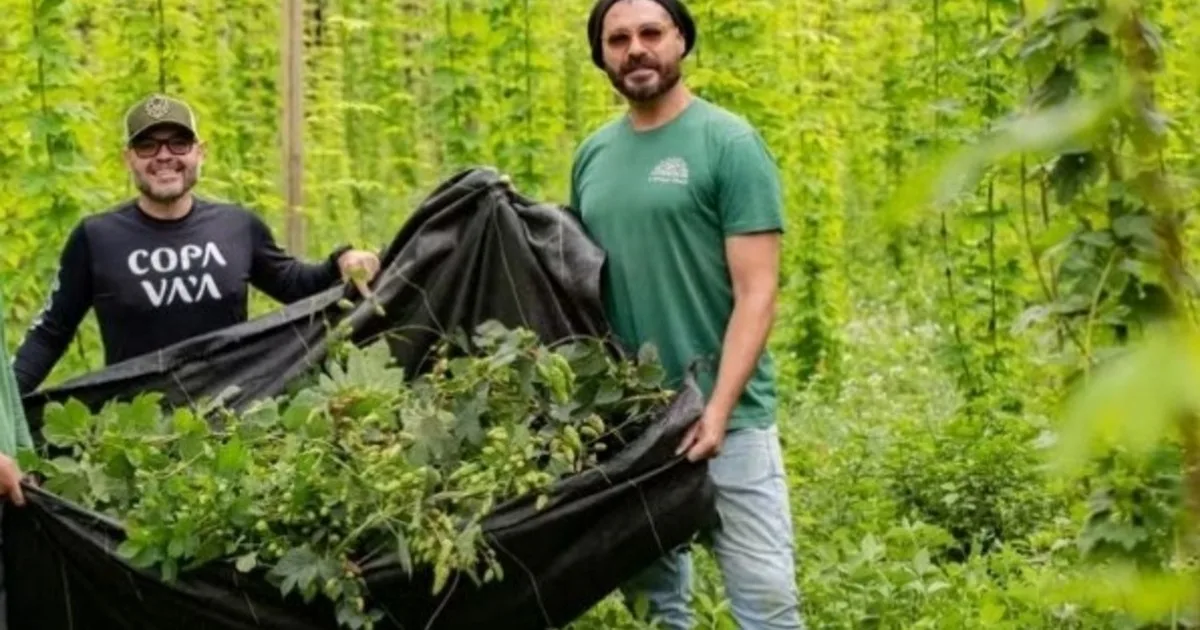 Transformó una finca de 3000 m² en una zona productiva, comenzó a cultivar lúpulo en 2022 y, dos años después, lanzó una cerveza artesanal en colaboración con un maestro cervecero