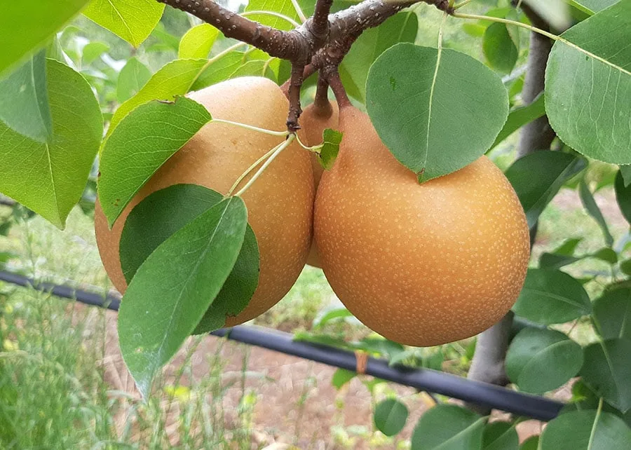Após 20 anos de pesquisa, Embrapa registra nova cultivar de pera mais resistente a doenças