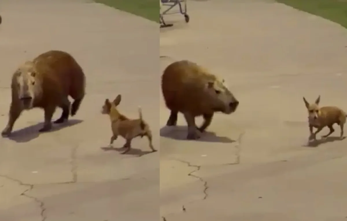 VÍDEO: capivara é flagrada enfrentando e perseguindo pinscher na Orla de Aracaju