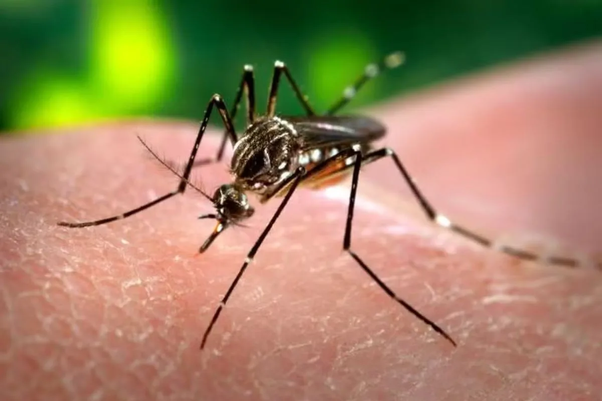 Paraíba registra aumento de mais de 16% nos casos de dengue até outubro e 14 mortes, segundo boletim epidemiológico
