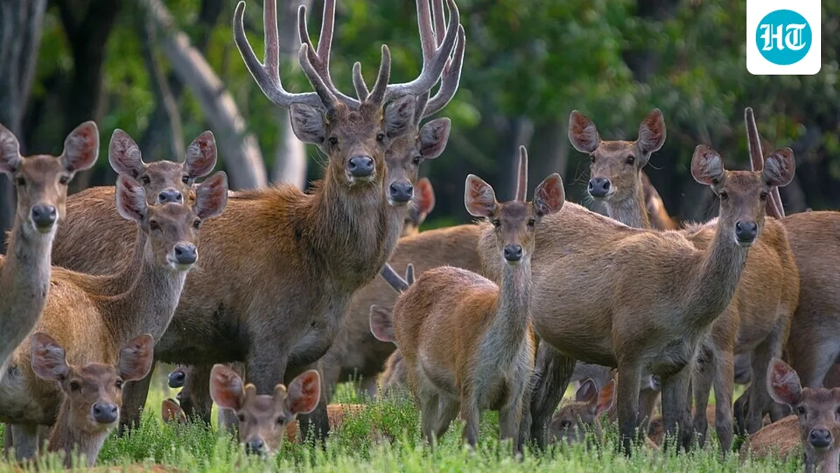 In 1870, Java’s governor sent 12 rusa deer to New Caledonia as a gift; they multiplied into an estimated 250,000 to 370,000 invasive animals