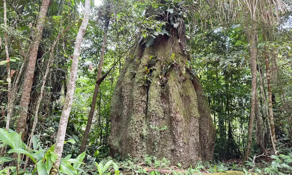 Decreto cria Reserva Tupana Igapó-Açu I no coração da Amazônia