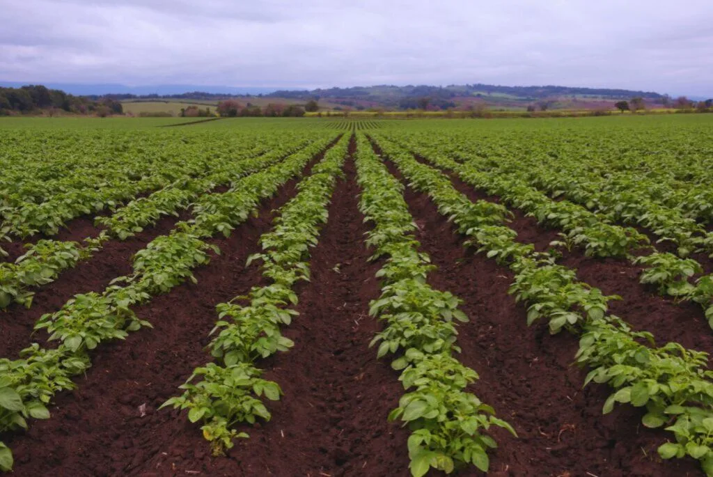 Fertilización foliar: una herramienta que gana terreno para potenciar los rindes