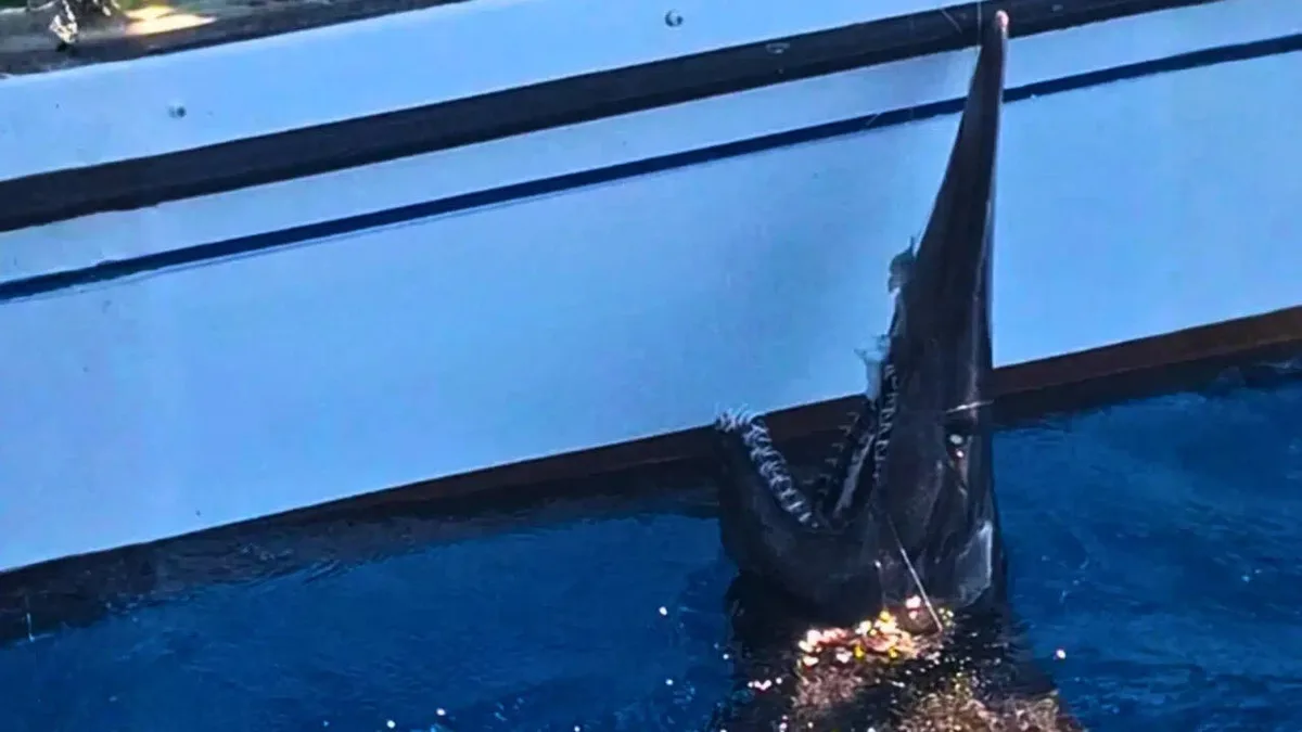 Fishers accidentally netted a live 2.5-metre goblin shark off the Canary Islands