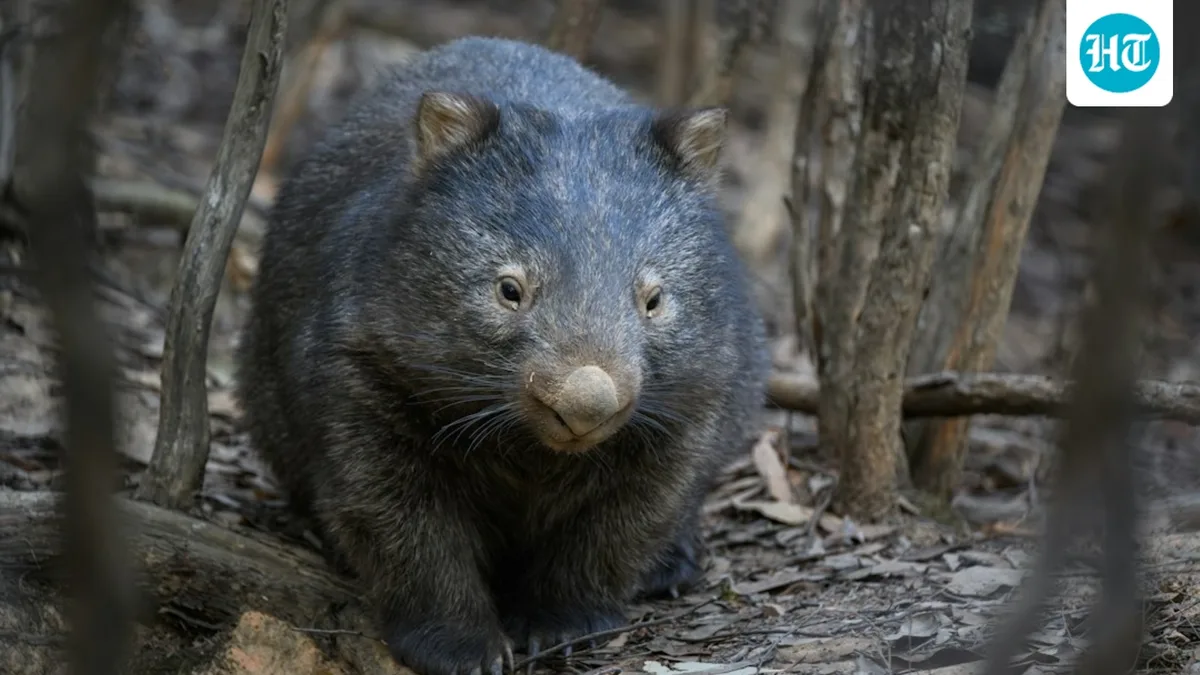 Why do wombats poop cubes? Scientists explain how their intestines shape the bizarre droppings