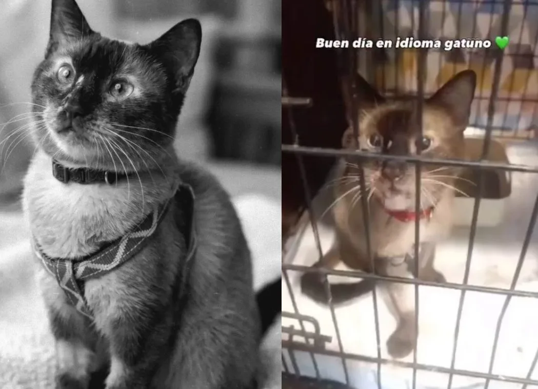 Murió Félix, el valiente gato que sobrevivió 37 días bajo los escombros en La Guaira