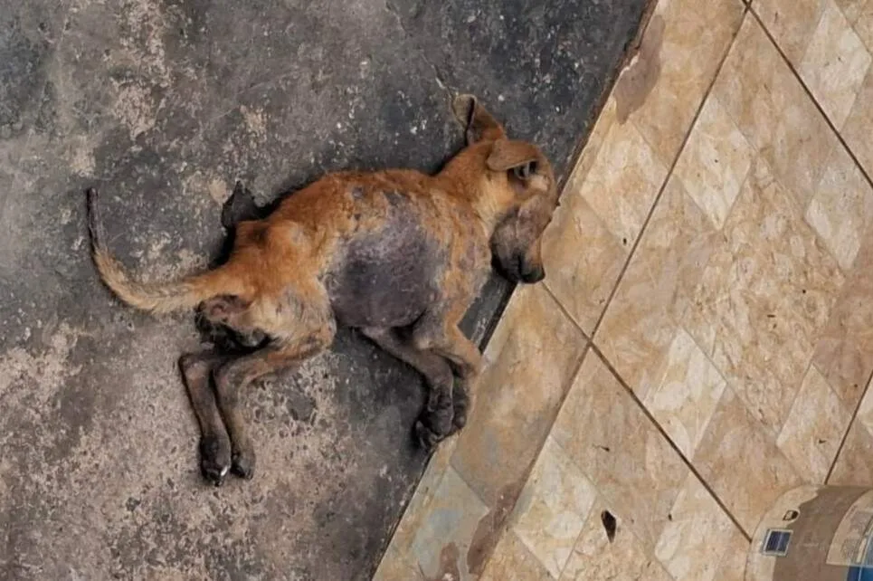 Cachorro é encontrado agonizando em casa abandonada no Jardim Centro-Oeste