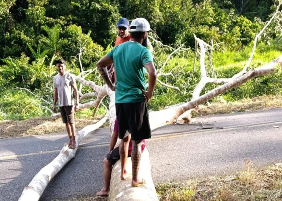 Queda de árvore fecha trecho da BR-364 em Cruzeiro do Sul