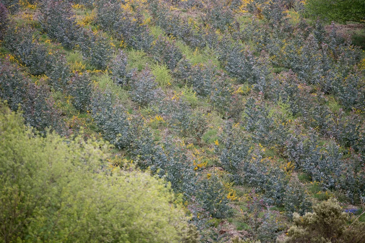 España plantará 3,5 millones de árboles para ayudar a la restauración de la naturaleza a nivel europeo