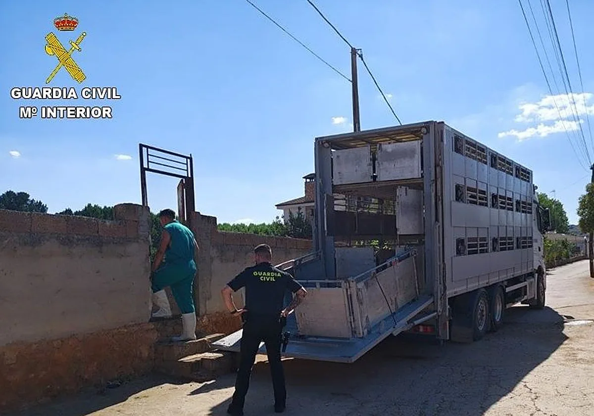 El Seprona clausura en Ruidera una explotación ilegal con ovejas muertas y falta de higiene