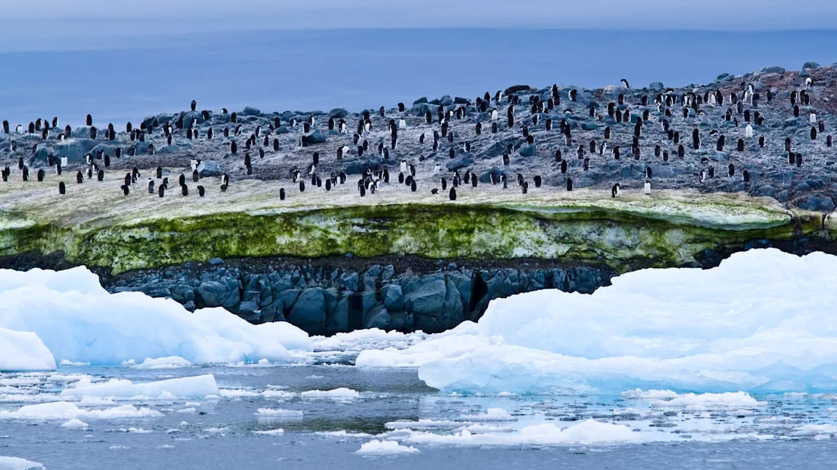 Verrückter Klimaeffekt! - Pinguin-Kot bringt Antarktis-Schnee zum Schmelzen