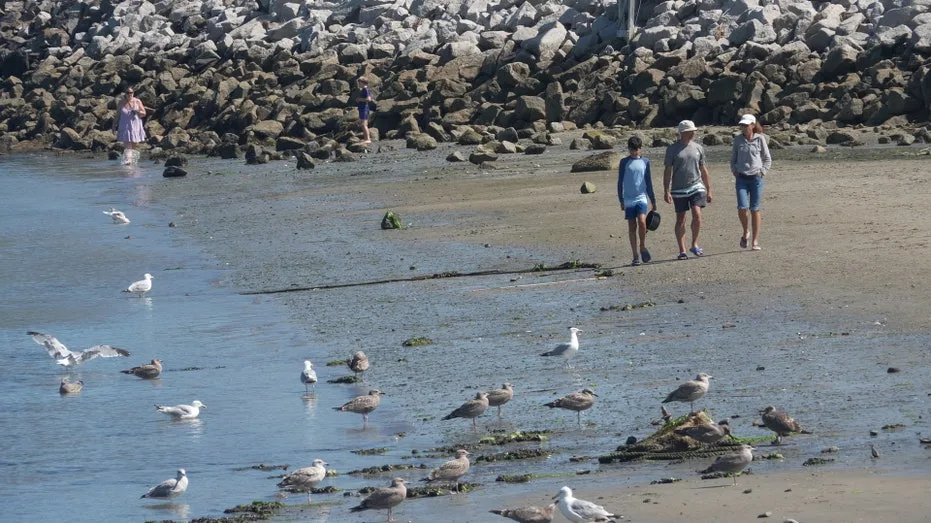 Shark sightings surge along southern Maine coast as experts explain what's driving the spike