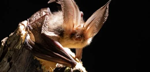Fledermäuse stammen wohl ursprünglich aus Europa