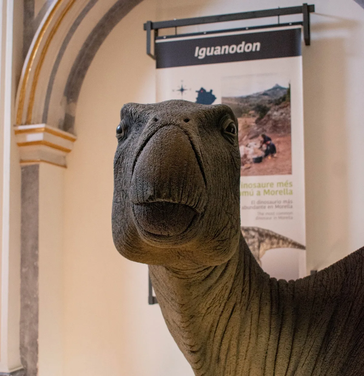 Describen la primera infección bacteriana de origen cutáneo en un dinosaurio que vivió en Morella