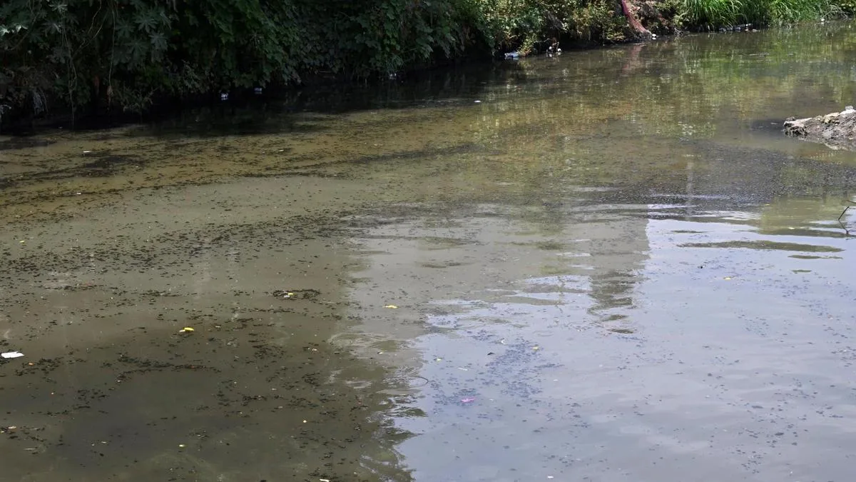 Farmer alleges untreated sewage entering Kalingarayan Canal