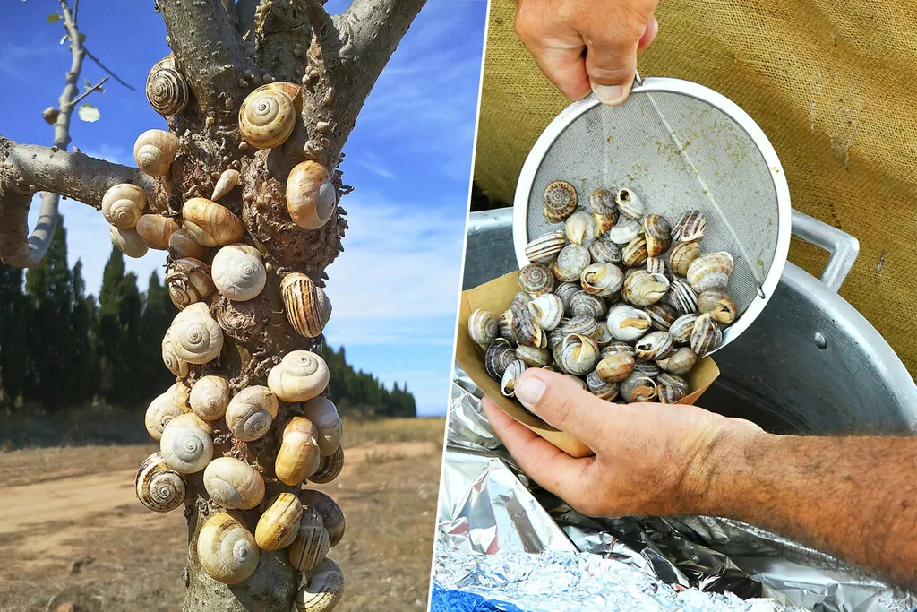 Los mallorquines están dejando de comer caracoles y, como consecuencia, su población está creciendo tanto que tienen asustados a los agricultores