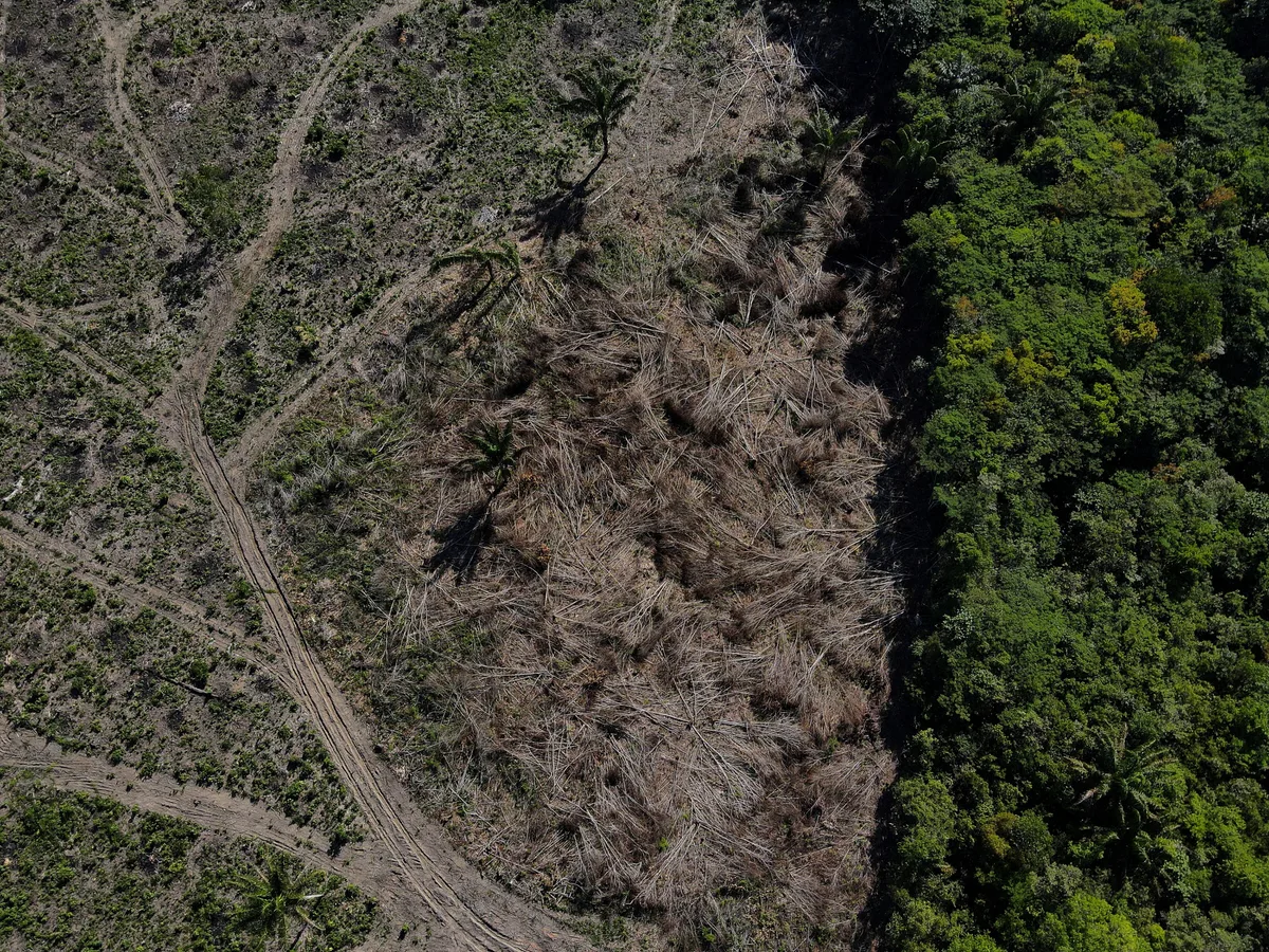 Desmatamento concentra 71% das investigações de crimes ambientais no Amazonas, aponta estudo